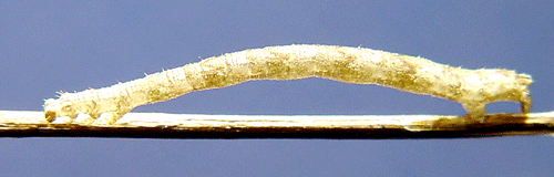 Allm�n malm�tare Eupithecia vulgata