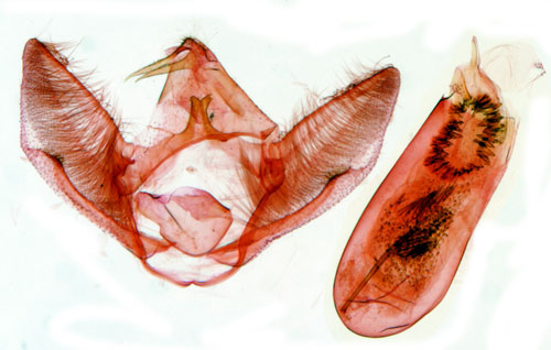 Brakvedblomvecklare Eupoecilia ambiguella