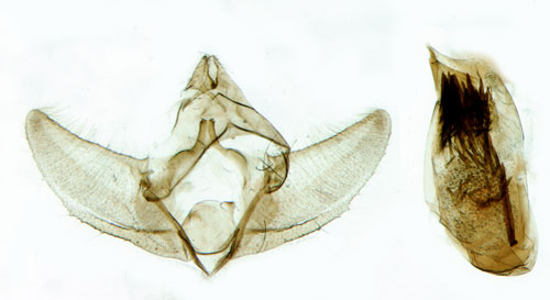 Ljungblomvecklare Eupoecilia angustana