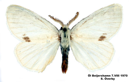 Körsbärsrödgump Euproctis similis