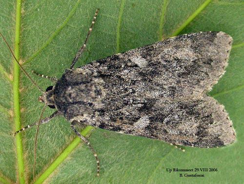 Stort skogsfly  Eurois occulta