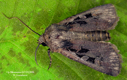 Vetejordfly Euxoa tritici