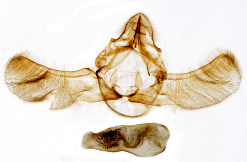 Askbarkmott Euzophera pinguis