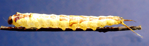 Sn�vit gaffelsvans Furcula bicuspis