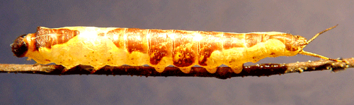 Gr�vit gaffelsvans Furcula bifida