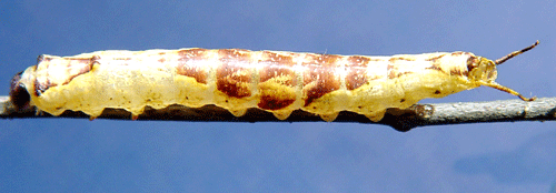 Gr� gaffelsvans Furcula furcula