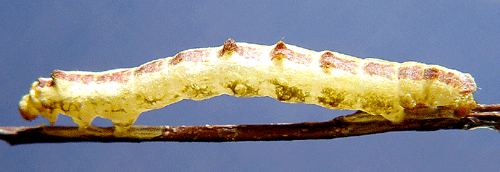 Dagfj�rilsm�tare Geometra papilionaria