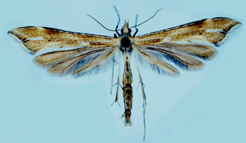Renfanefj�dermott Gillmeria tetradactyla