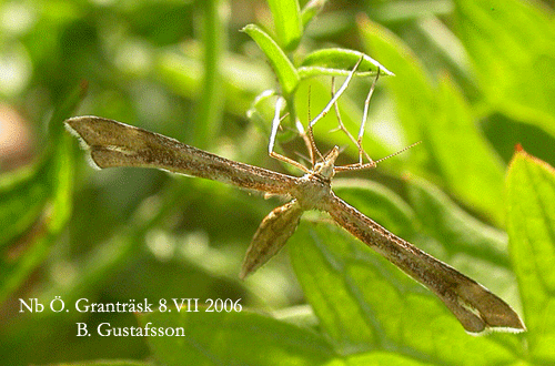 Renfanefj�dermott Gillmeria tetradactyla