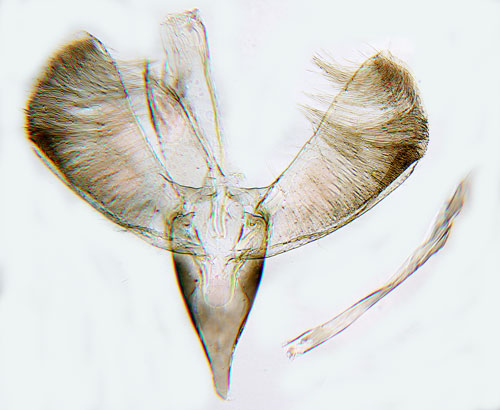 Syrénmal Gracillaria syringella