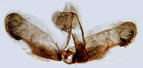 Videhakvecklare Gypsonoma nitidulana