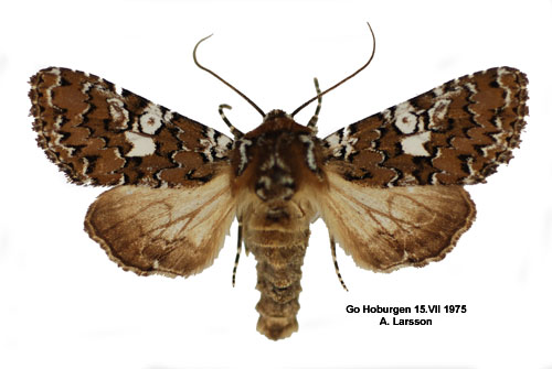 Vitfläckat nejlikfly Hadena albimacula