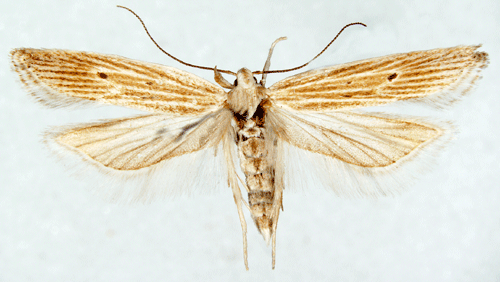 Bergr�rb�gpalpmal Helcystogramma lineolella