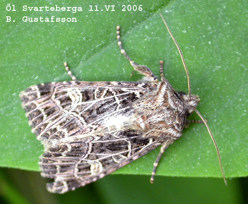 Vitribbat lundfly Heliophobus reticulata
