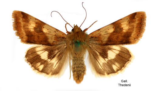 Strandkn�lfly Heliothis maritima