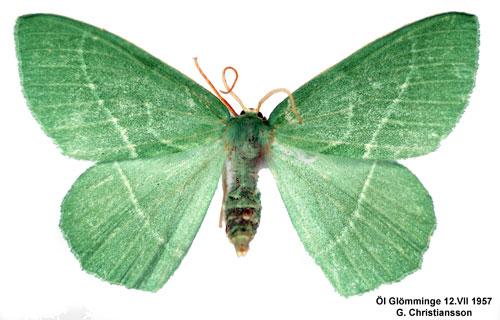 Smaragdgrön lundmätare Hemistola chrysoprasaria