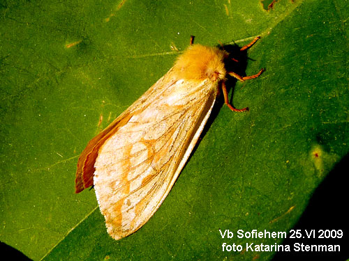 Humlerotfj�ril Hepialus humuli