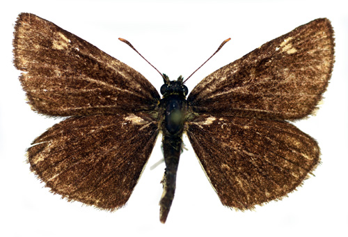 Spegelsmygare Heteropterus morpheus