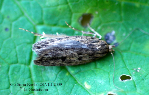 Trepunkterad skr�pmal Hofmannophila pseudospretella