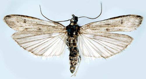 Molnigt tistelkorgmott Homoeosoma nebulella
