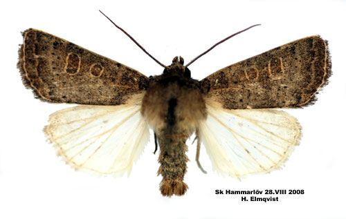 Ljusringat lövfly Hoplodrina ambigua