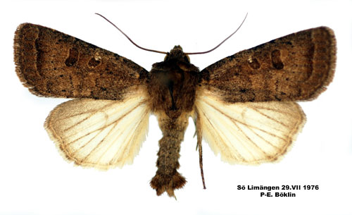 Maskroslövfly Hoplodrina blanda