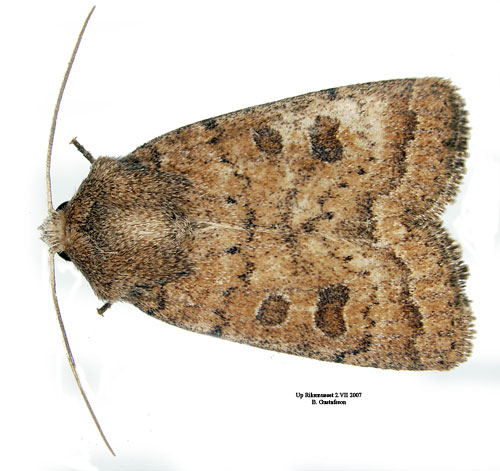 Gulaktigt l�vfly Hoplodrina octogenaria