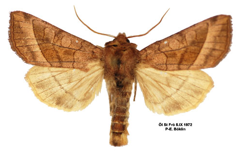Potatisstamfly Hydraecia micacea