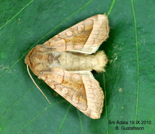 Potatisstamfly Hydraecia micacea