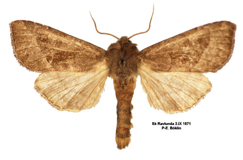 Pestrotsfly Hydraecia petasitis