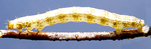 Vattrad f�ltm�tare Hydriomena furcata
