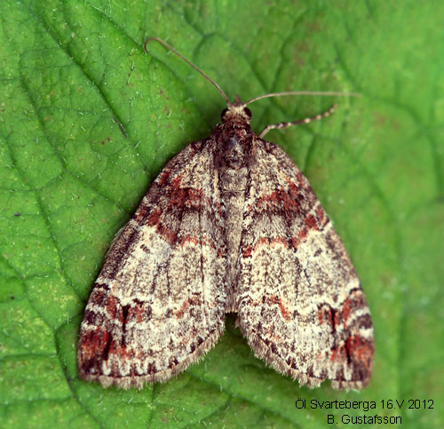 R�dtonad f�ltm�tare Hydriomena ruberata
