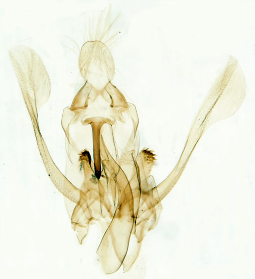 Aspbågpalpmal Hypatima rhomboidella