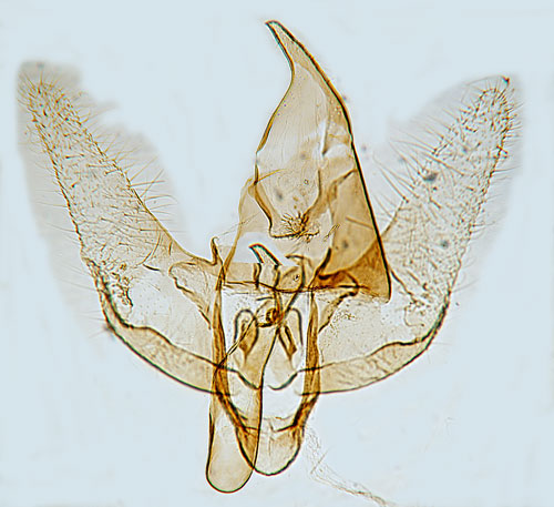 Jungfrulinpraktmal Hypercallia citrinalis