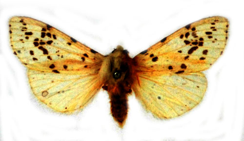 Sidentigerspinnare Hyphantria cunea