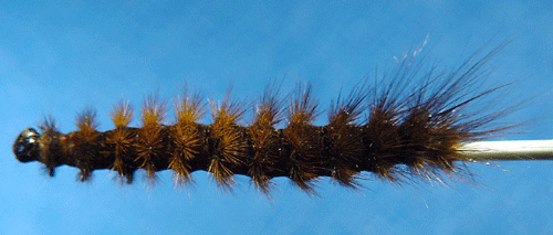Gulfl�ckig igelkottspinnare Hyphoraia aulica