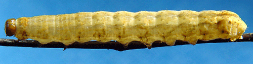 Raggfly Hyppa rectilinea