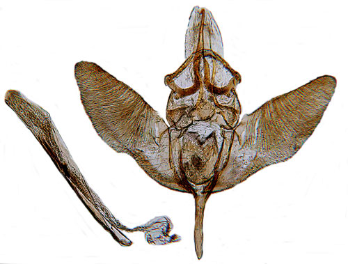 H�gstj�rtmott Hypsopygia costalis