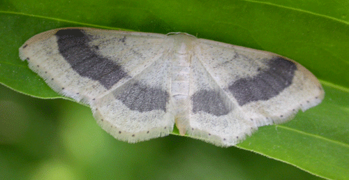 Vinkelstreckad l�vm�tare Idaea aversata