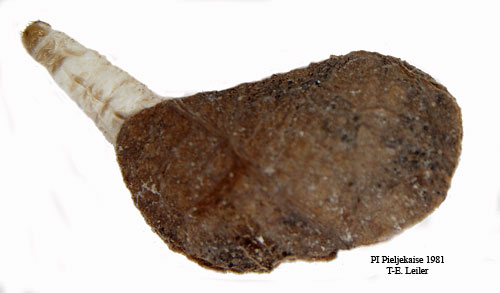 M�rk kambladsk�rare Incurvaria masculella