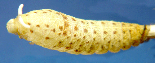 Segelfj�ril Iphiclides podalirius