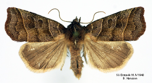 Inbuktat vecklarfly Ipimorpha retusa