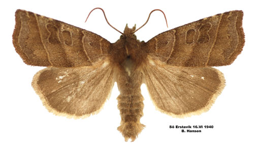 Inbuktat vecklarfly Ipimorpha retusa