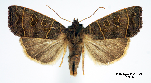 Poppelvecklarfly Ipimorpha subtusa
