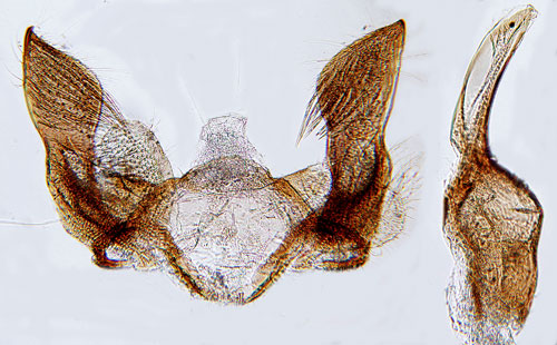 Prstkragekorgmal Isophrictis anthemidella