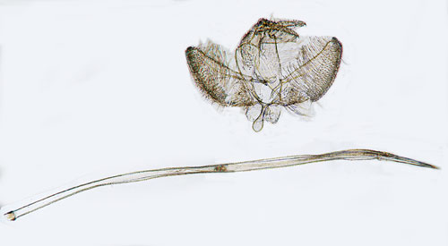 Slåtterblommemal Kessleria fasciapennella