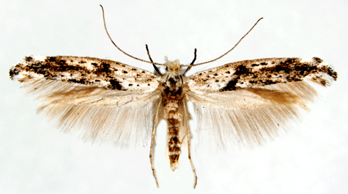 Slåtterblommemal Kessleria fasciapennella