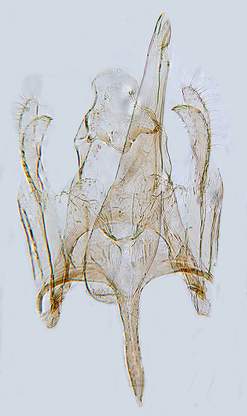 Bergnejlikmal Klimeschiopsis kiningerella