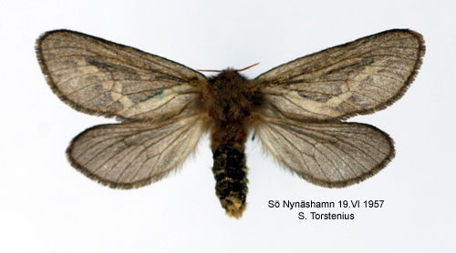 Lerfärgad rotfjäril Korscheltellus lupulinus