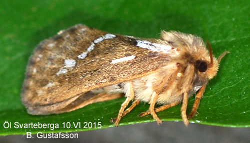 Lerfärgad rotfjäril Korscheltellus lupulinus